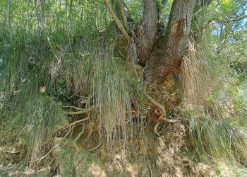 12912944-4ff9-4fca-ae8f-6e31c8b29a26.jpg - Casale C.DA CASTELLANA, Treglio - foto 11