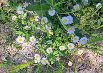 8be4ea12-1794-4c8d-9556-7e4fc1e605db.jpg - Casale C.DA CASTELLANA, Treglio - foto 25