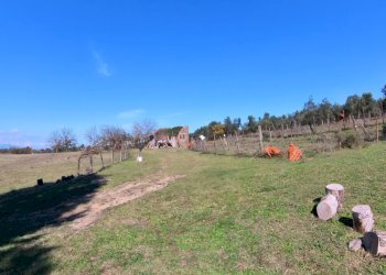 IMG_20251013_131847_10_740_PureShot.jpg - Villa Strada Comunale Campo Maggiore 10, Rignano Flaminio - foto 22