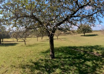 IMG_20251013_132026_10_743_PureShot.jpg - Villa Strada Comunale Campo Maggiore 10, Rignano Flaminio - foto 25