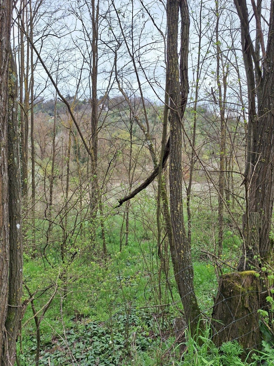 20250317_153256.jpg - Terreno agricolo Via della valle s.n.c, Morlupo - foto 2