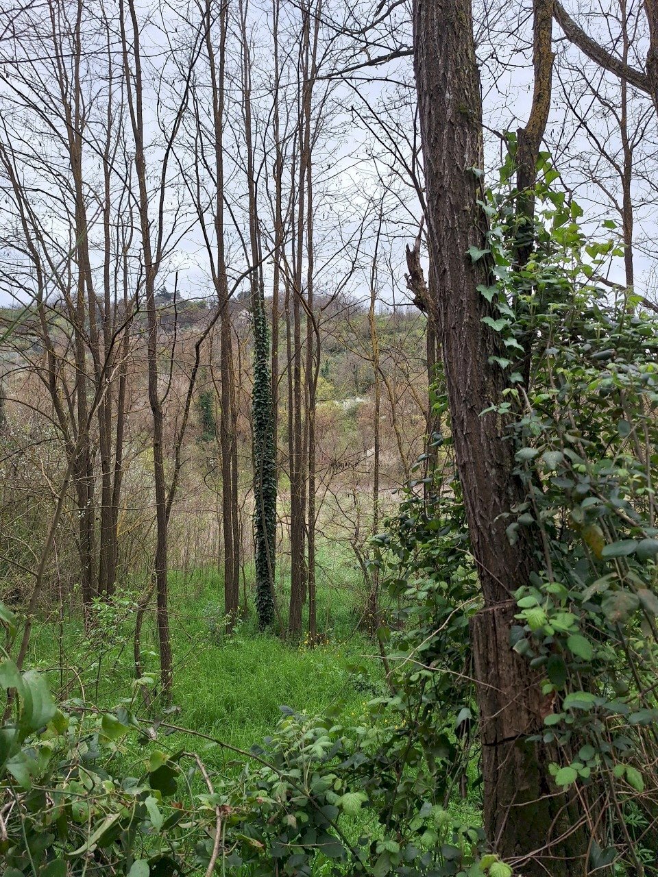 20250317_153323.jpg - Terreno agricolo Via della valle s.n.c, Morlupo - foto 3