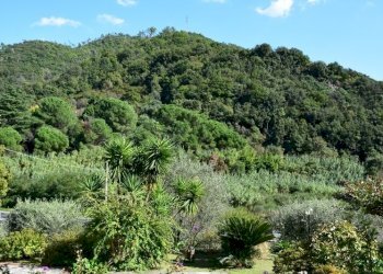 giardino - Villa SP334 317, Albisola Superiore - foto 10