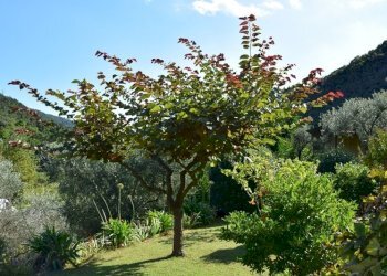 giardino - Villa SP334 317, Albisola Superiore - foto 16