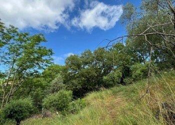 PHOTO-2025-07-16-10-30-221.jpg - Terreno edificabile Via degli Imberta, Londa - foto 3