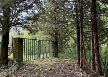 PHOTO-2025-07-16-10-30-223.jpg - Terreno edificabile Via degli Imberta, Londa - foto 5