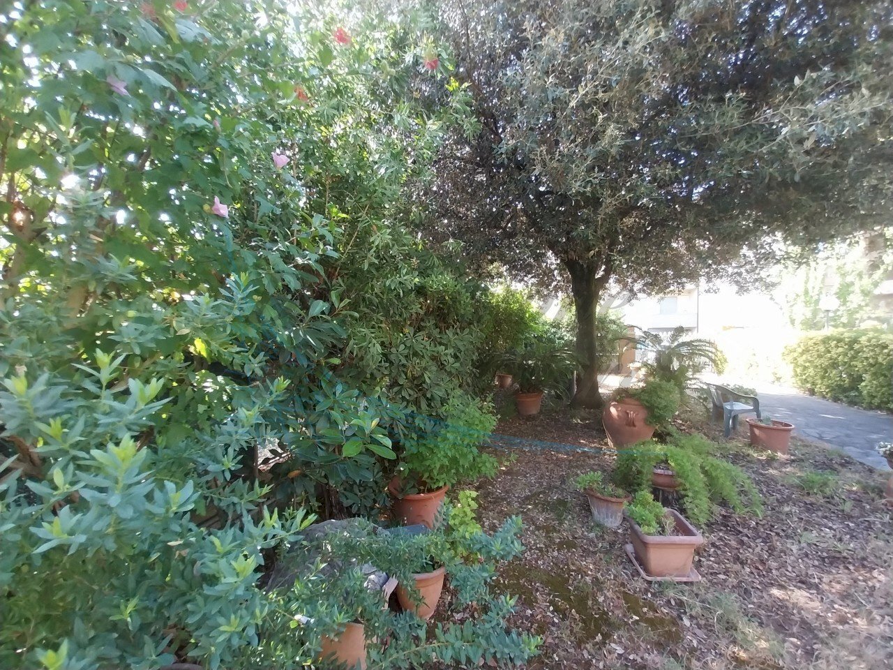 Giardino fronte.jpg - Villa Rosignano Marittimo - foto 1