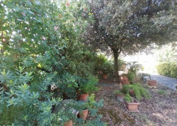 Giardino fronte.jpg - Villa Rosignano Marittimo - foto 1