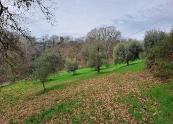 17 Terreno.jpeg - Terratetto - Terracielo Vocabolo Origliano, Orte - foto 16