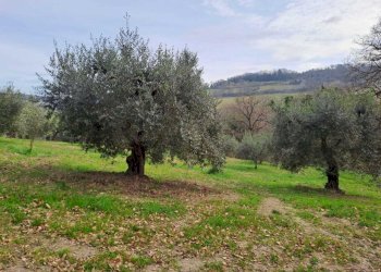 18 Terreno.jpeg - Terratetto - Terracielo Vocabolo Origliano, Orte - foto 17