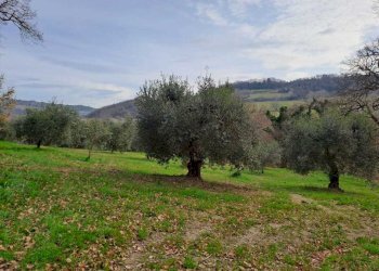 19 Terreno.jpeg - Terratetto - Terracielo Vocabolo Origliano, Orte - foto 18