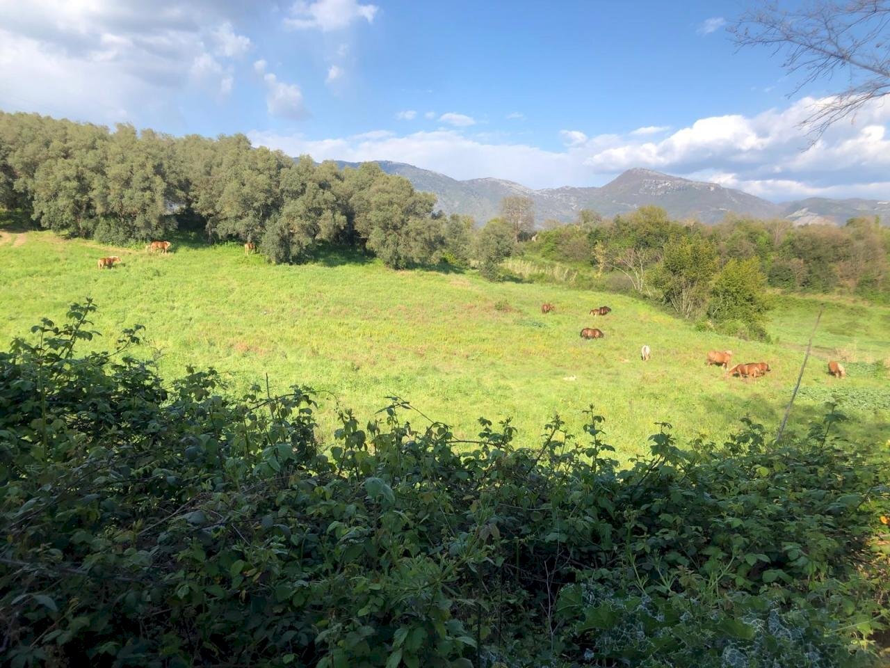 16.jpg - Terreno agricolo Via Colle Spinello, Guidonia Montecelio - foto 3