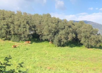 19.jpg - Terreno agricolo Via Colle Spinello, Guidonia Montecelio - foto 1