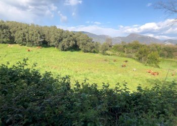18.jpg - Terreno agricolo Via Colle Spinello, Guidonia Montecelio - foto 2