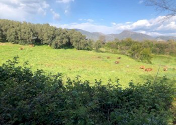 16.jpg - Terreno agricolo Via Colle Spinello, Guidonia Montecelio - foto 3