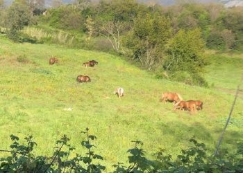 17.jpg - Terreno agricolo Via Colle Spinello, Guidonia Montecelio - foto 9