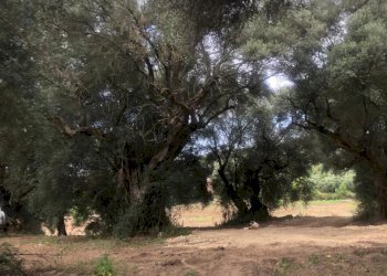 3.jpg - Terreno agricolo Via Colle Spinello, Guidonia Montecelio - foto 13