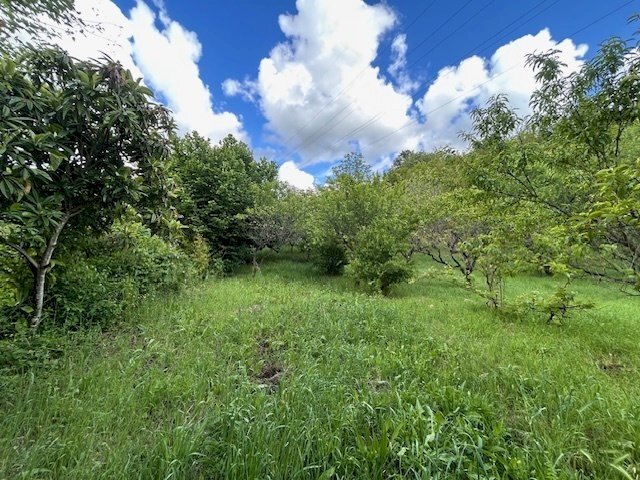 IMG_5418.jpg - Terreno agricolo Vocabolo Campetella 19, Guidonia Montecelio - foto 3