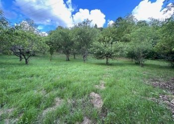 IMG_5415.jpg - Terreno agricolo Vocabolo Campetella 19, Guidonia Montecelio - foto 2