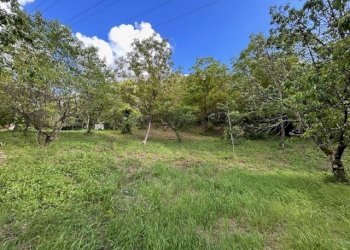 IMG_5414.jpg - Terreno agricolo Vocabolo Campetella 19, Guidonia Montecelio - foto 4