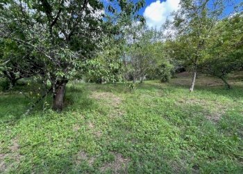 IMG_5411.jpg - Terreno agricolo Vocabolo Campetella 19, Guidonia Montecelio - foto 6