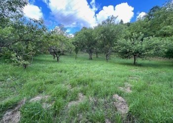 IMG_5416.jpg - Terreno agricolo Vocabolo Campetella 19, Guidonia Montecelio - foto 7