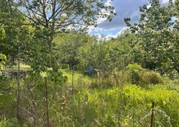 IMG_5397.jpg - Terreno agricolo Vocabolo Campetella 19, Guidonia Montecelio - foto 9