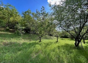 IMG_5413.jpg - Terreno agricolo Vocabolo Campetella 19, Guidonia Montecelio - foto 10