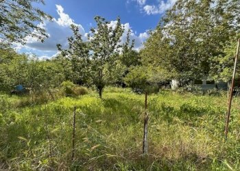 IMG_5399.jpg - Terreno agricolo Vocabolo Campetella 19, Guidonia Montecelio - foto 13