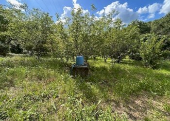 IMG_5402.jpg - Terreno agricolo Vocabolo Campetella 19, Guidonia Montecelio - foto 16