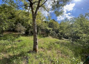 IMG_5404.jpg - Terreno agricolo Vocabolo Campetella 19, Guidonia Montecelio - foto 17