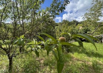IMG_5405.jpg - Terreno agricolo Vocabolo Campetella 19, Guidonia Montecelio - foto 19