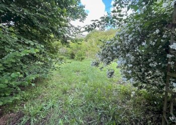 IMG_5428.jpg - Terreno agricolo Vocabolo Campetella 19, Guidonia Montecelio - foto 21