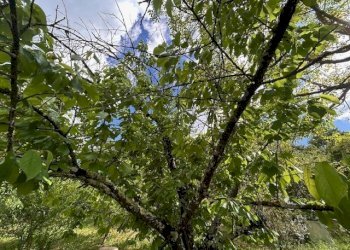 IMG_5407.jpg - Terreno agricolo Vocabolo Campetella 19, Guidonia Montecelio - foto 23