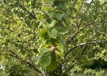 IMG_5408.jpg - Terreno agricolo Vocabolo Campetella 19, Guidonia Montecelio - foto 24