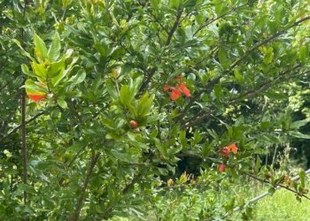 IMG_5409.jpg - Terreno agricolo Vocabolo Campetella 19, Guidonia Montecelio - foto 25