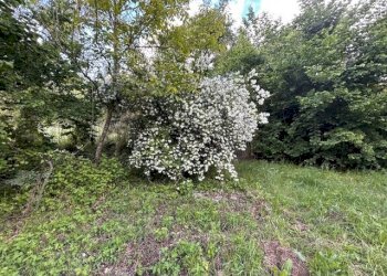 IMG_5422.jpg - Terreno agricolo Vocabolo Campetella 19, Guidonia Montecelio - foto 27