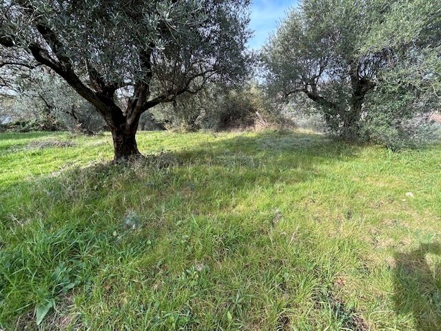 IMG_4323.jpg - Agricultural land Strada di Fonte Paolone, Marcellina - photo 3