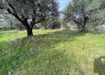 IMG_4323.jpg - Terreno agricolo Strada di Fonte Paolone, Marcellina - foto 3