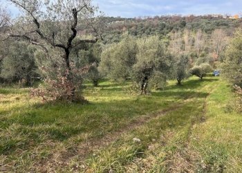 IMG_4331.jpg - Terreno agricolo Strada di Fonte Paolone, Marcellina - foto 10