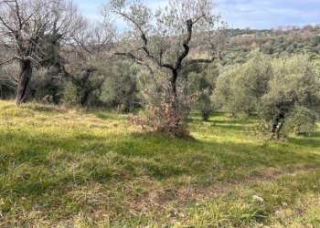 IMG_4332.jpg - Terreno agricolo Strada di Fonte Paolone, Marcellina - foto 11