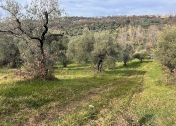 IMG_4333.jpg - Terreno agricolo Strada di Fonte Paolone, Marcellina - foto 12
