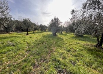 IMG_4338.jpg - Terreno agricolo Strada di Fonte Paolone, Marcellina - foto 16