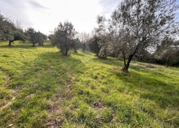 IMG_4339.jpg - Terreno agricolo Strada di Fonte Paolone, Marcellina - foto 17