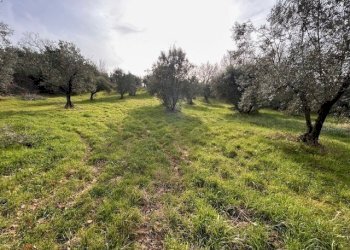 IMG_4340.jpg - Terreno agricolo Strada di Fonte Paolone, Marcellina - foto 18