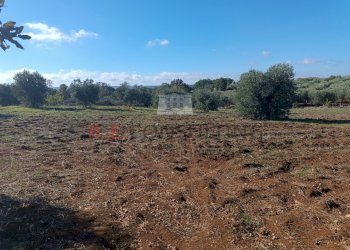 IMG_20231030_101101.jpg - Rustic via alberobello mulino l antica macina, Martina Franca - photo 5