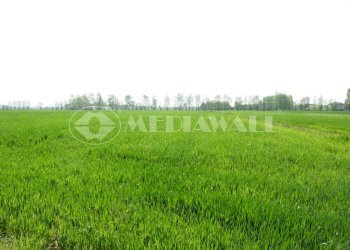 Terreno agricolo Roveredo in Piano - foto 1