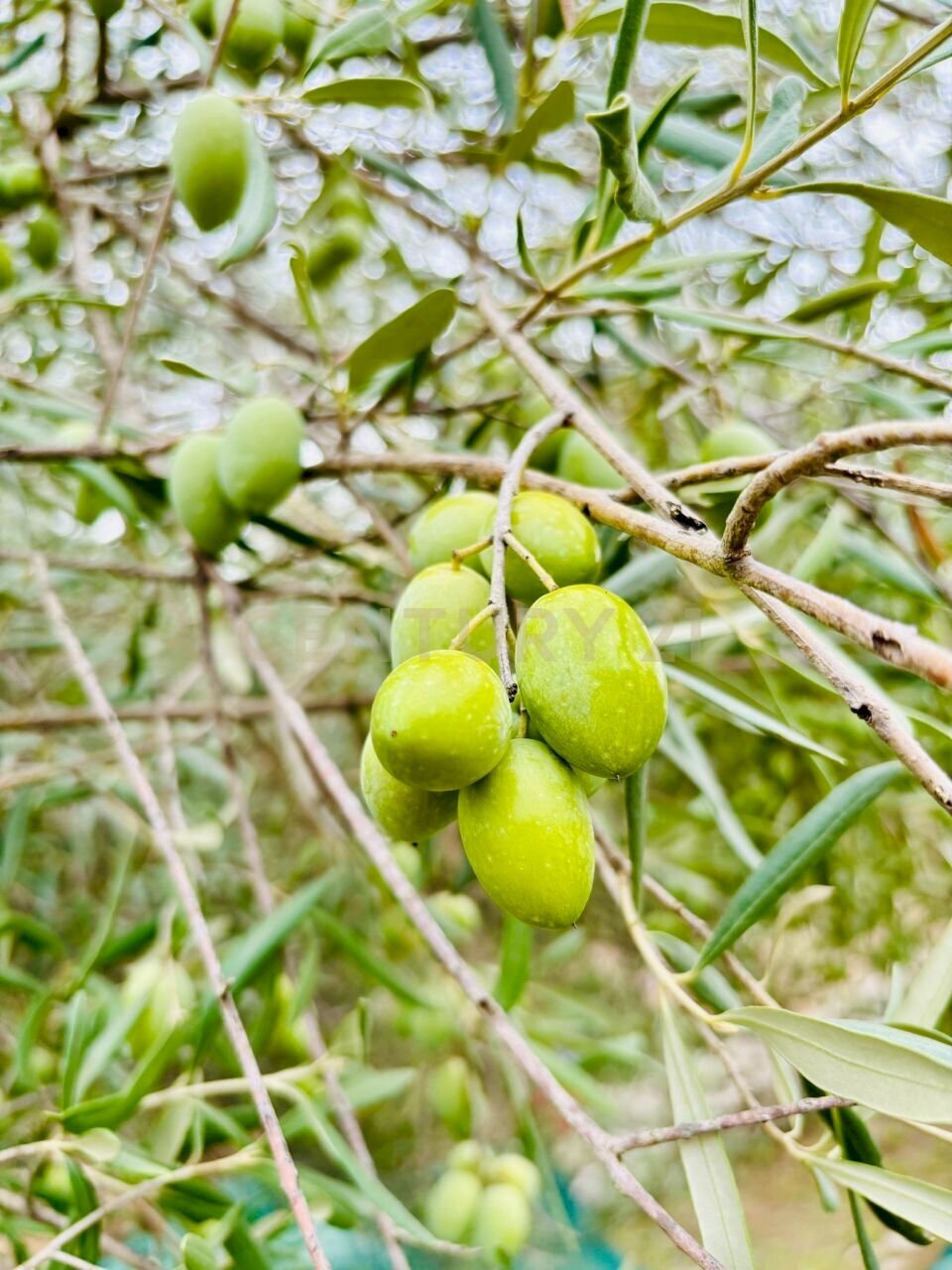 WhatsApp Image 2025-11-12 at 17.39.08v.jpeg - Rustico SP104, Modica - foto 1