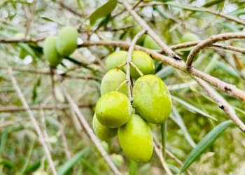 WhatsApp Image 2025-11-12 at 17.39.08v.jpeg - Rustico SP104, Modica - foto 1