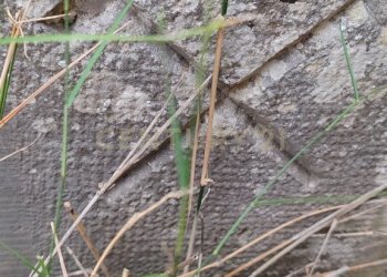 IMG_20250621_114430.jpg - Villa SS115, km 323, Ragusa - foto 5